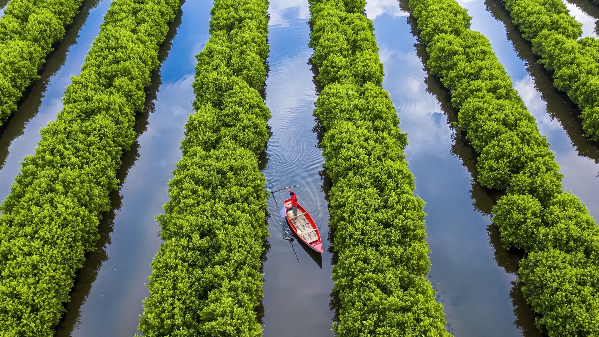 Mangrove plantings in central vietnam - Take 2 share